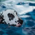 Happy dog cooling off and splashing in a backyard dog pool on a hot summer day