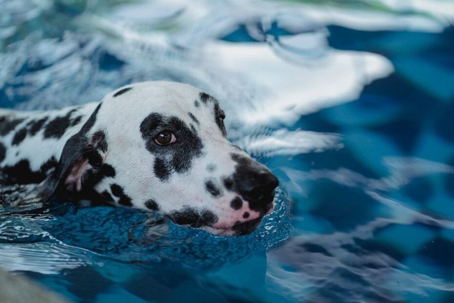 Happy dog cooling off and splashing in a backyard dog pool on a hot summer day