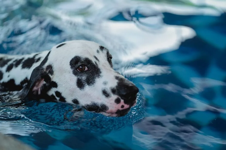 Happy dog cooling off and splashing in a backyard dog pool on a hot summer day