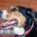 Brushing a happy dog teeth with a dog toothbrush for dental health