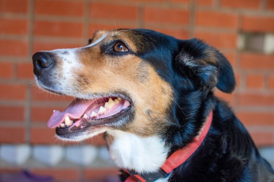 Brushing a happy dog teeth with a dog toothbrush for dental health
