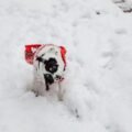 Dog wearing a warm winter sweater on a cold day walk