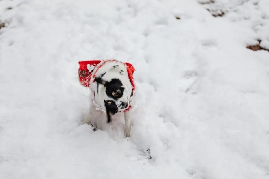 Dog wearing a warm winter sweater on a cold day walk