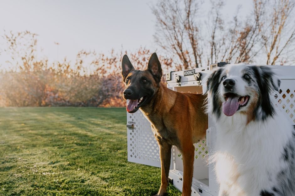 Two dogs standing beside a sturdy travel crate outdoors