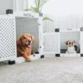 Two dogs resting comfortably in modern dog crates