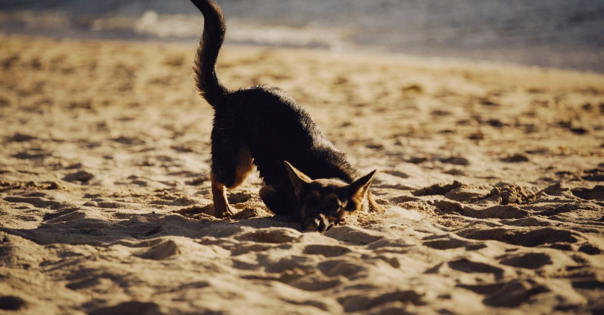 A dog digging into a sandy dune