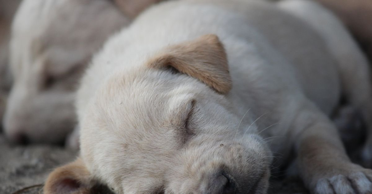 Exhausted puppy fast asleep after playtime