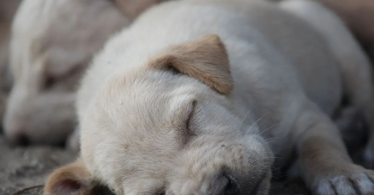 Exhausted puppy fast asleep after playtime