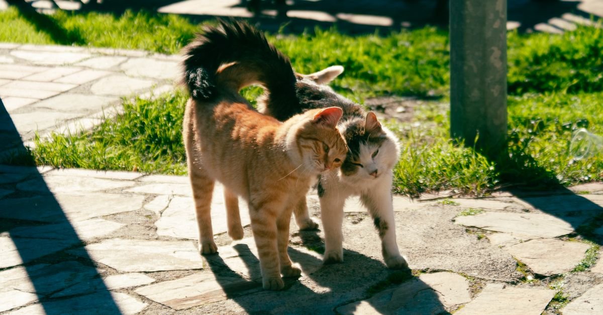 Two cats rubbing heads together outdoors