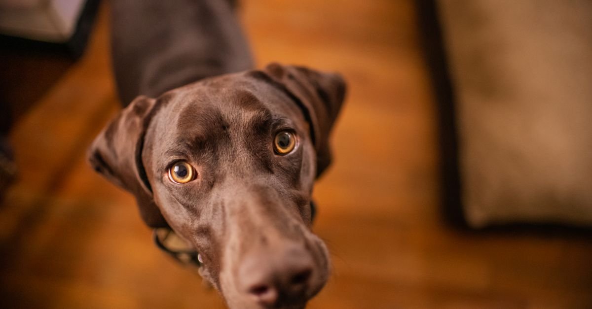 Dog gazing up devotedly at its person