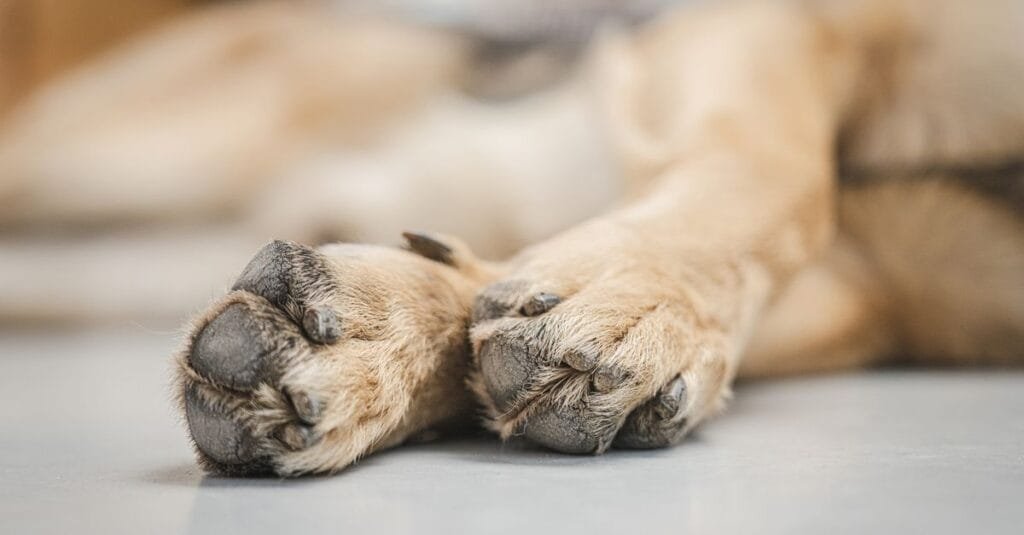 Relaxed healthy dog paws on a white floor