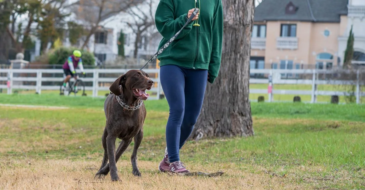 A dog walking on leash with its owner in a park