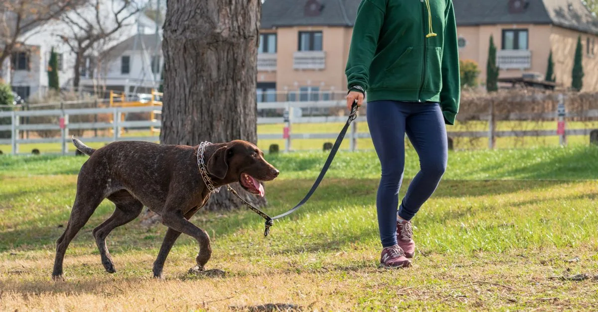 A dog walking on leash with its owner in a park
