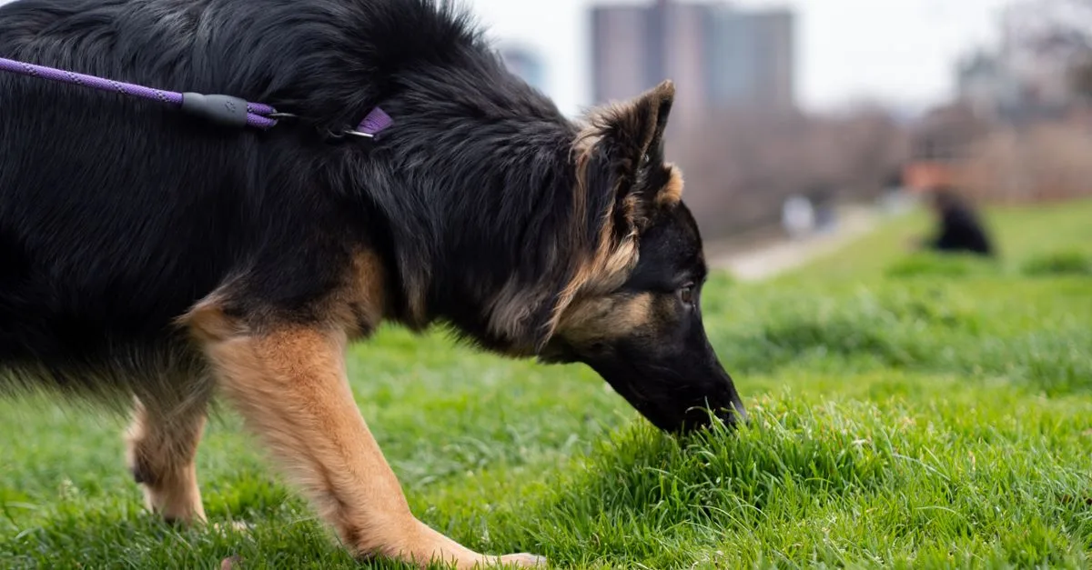 A German Shepherd sniffing the ground on a leashed walk