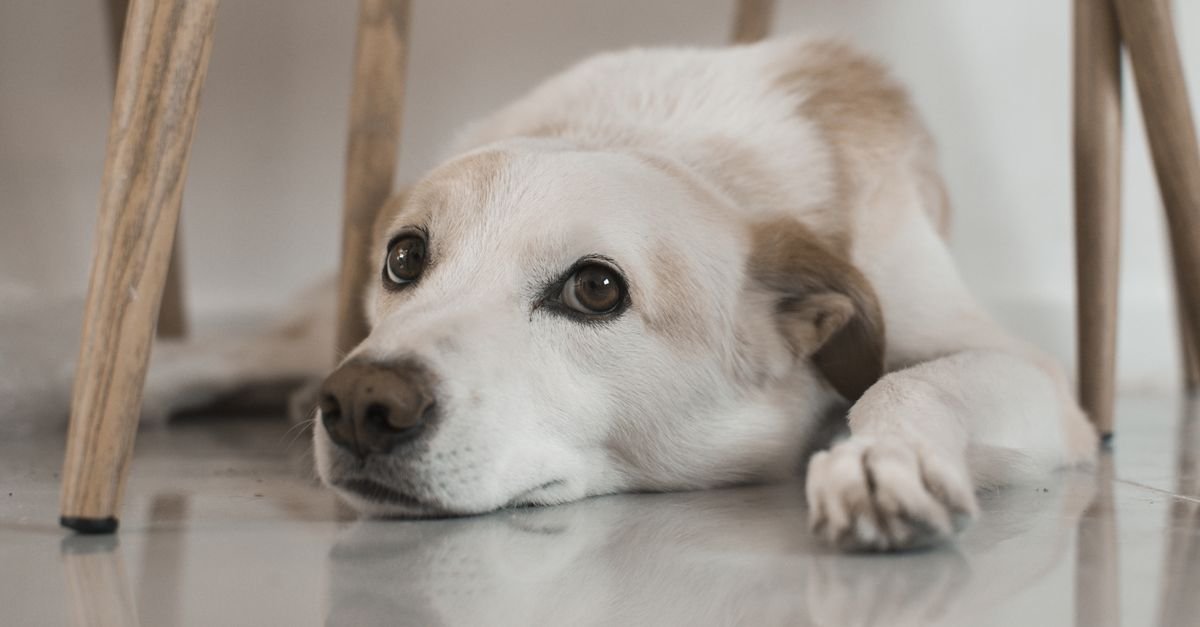 Timid dog lying low under a table