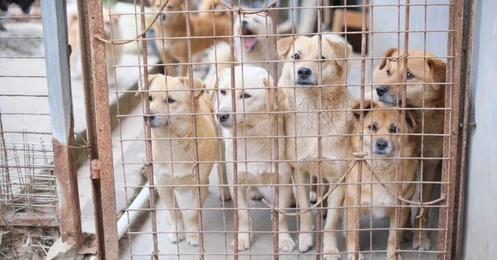 Golden puppies looking through a shelter kennel fence