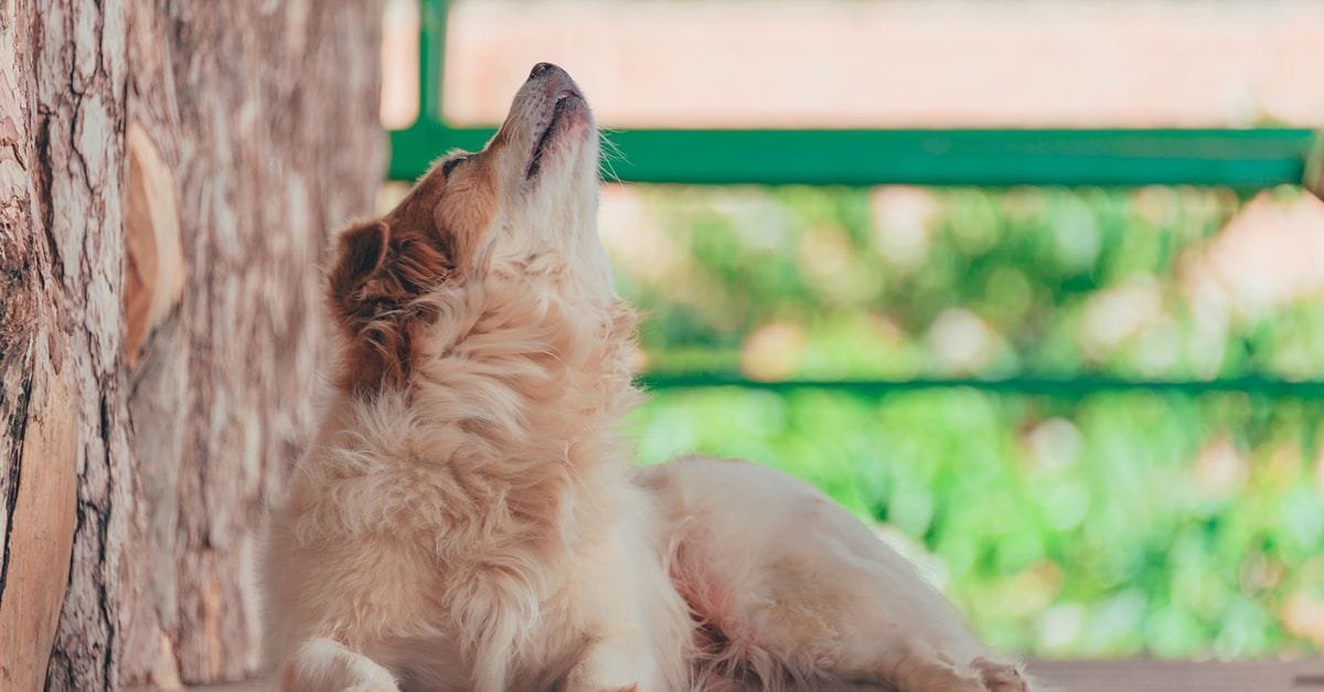 A golden dog howling beside a tree