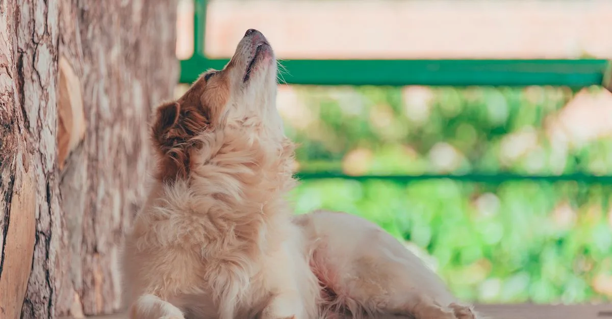 A golden dog howling beside a tree