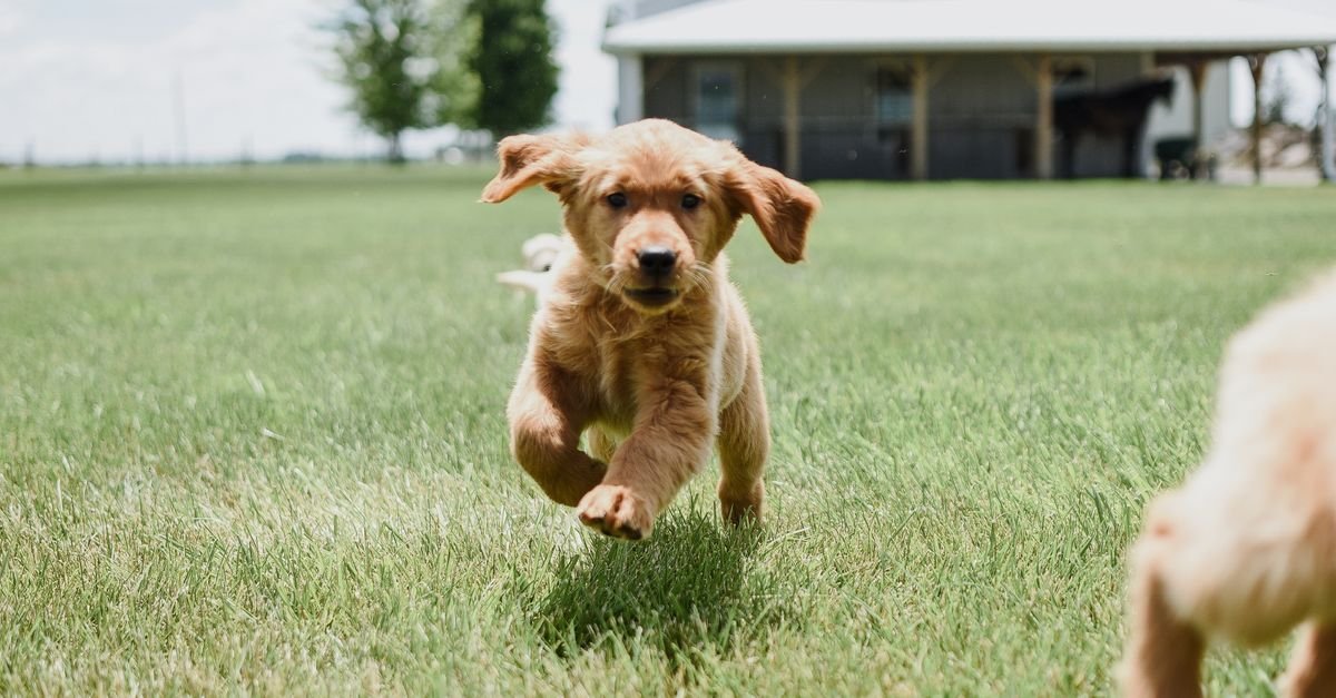 Puppy running and playing in a yard