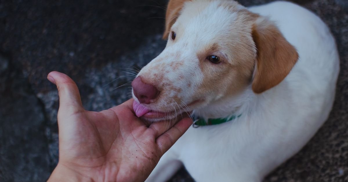 Dog licking a person's hand affectionately