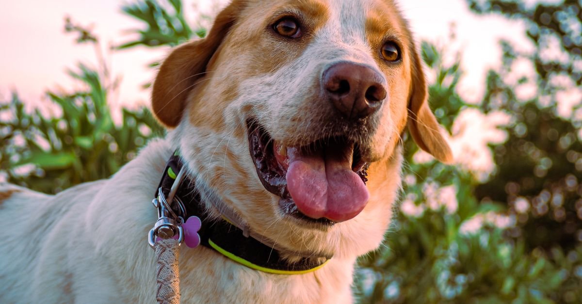 A healthy, happy dog