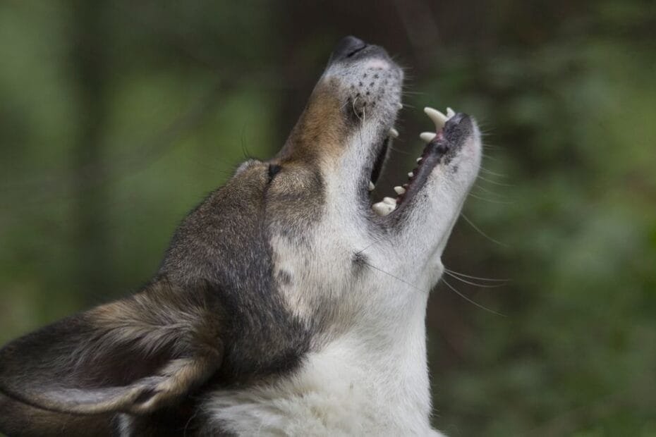 A dog howling with its head raised in a forest