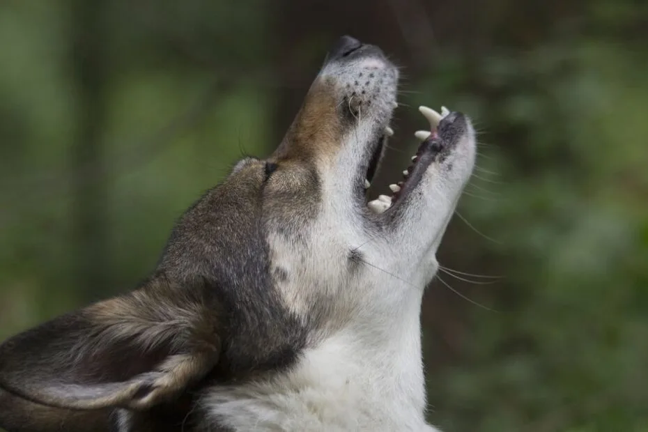 A dog howling with its head raised in a forest