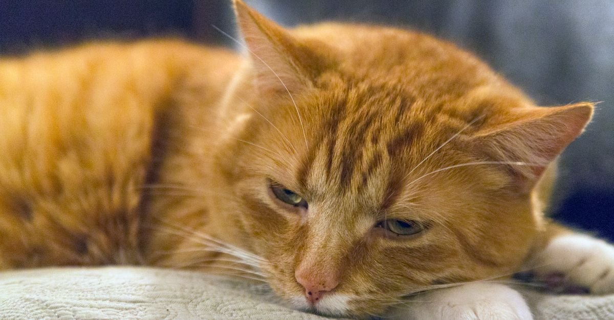 A relaxed, content cat
