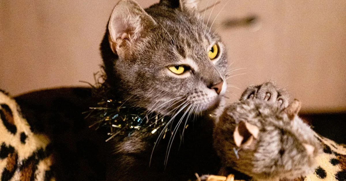 A cat in a basket holding a caught toy mouse