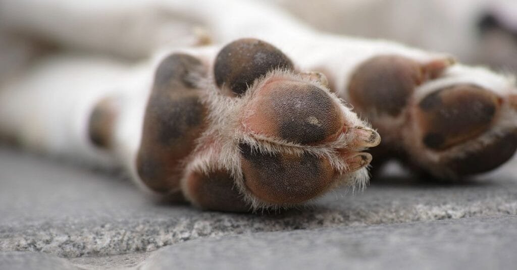 Close-up of a dog&rsquo;s paw pads