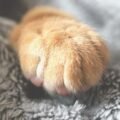 Why do cats knead