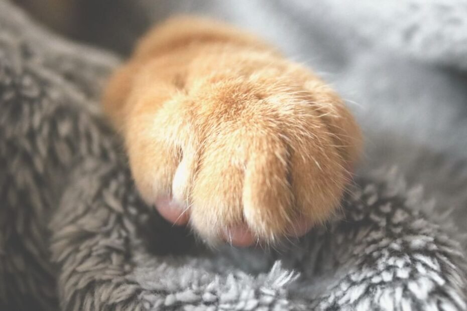 Why do cats knead