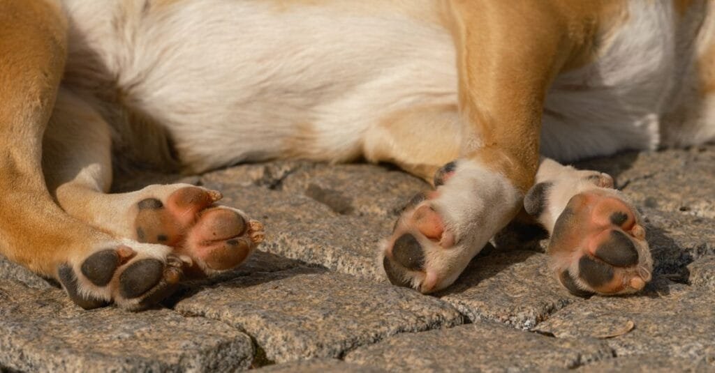 Worn dog paws resting on rough stone