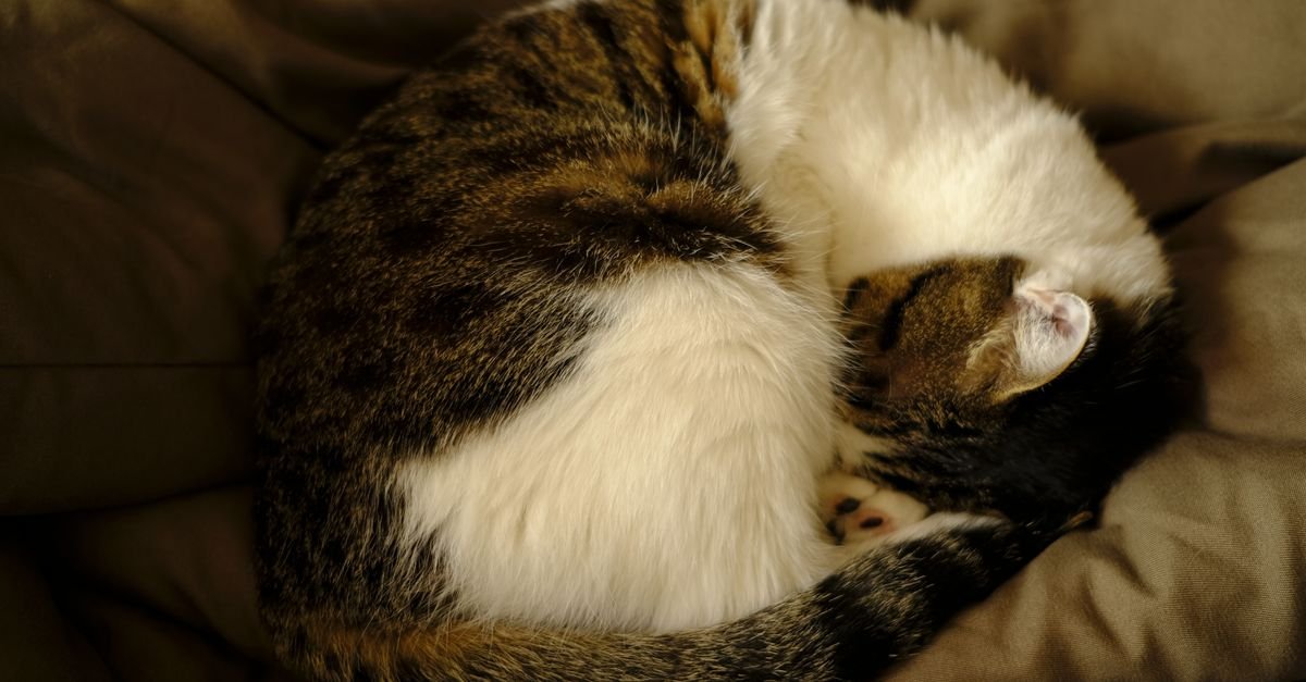 Cat curled into a tight ball, fast asleep