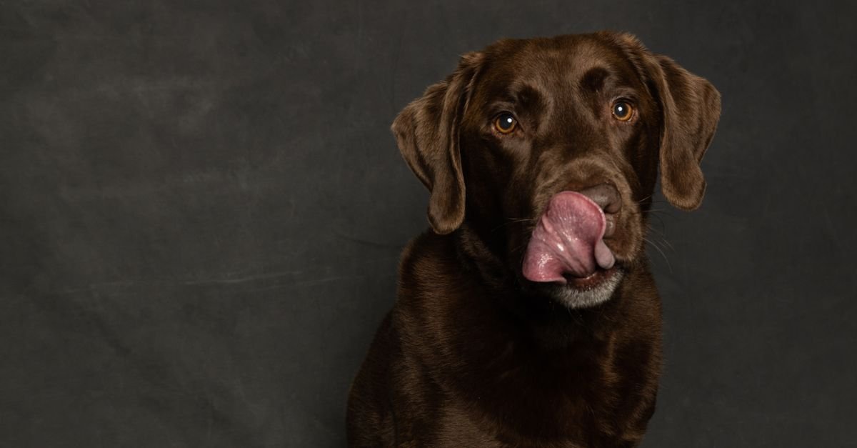 Chocolate Labrador licking its nose