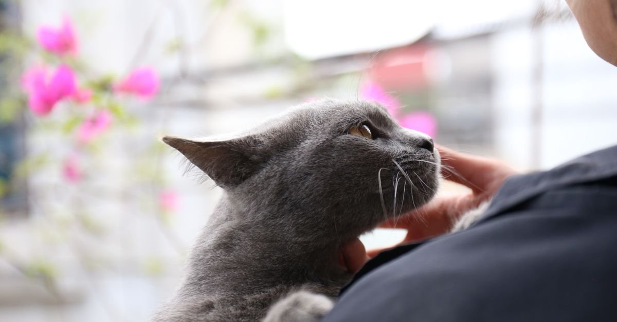 A grey cat rubbing its head against a person&rsquo;s arm