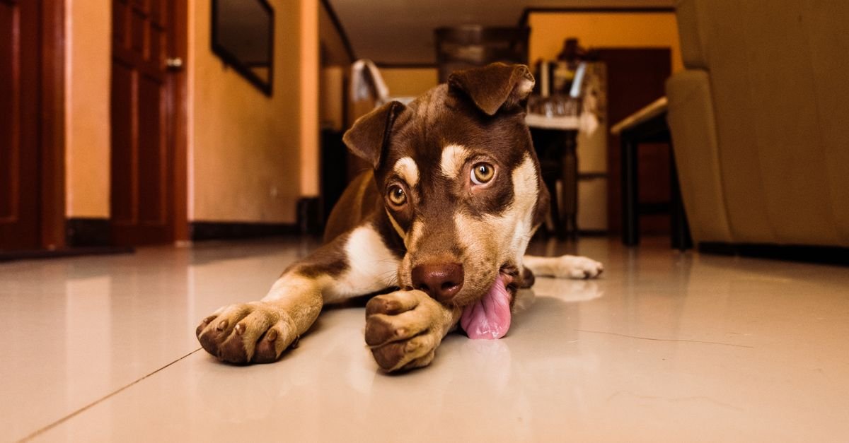 Dog lying on the floor licking at its paw indoors