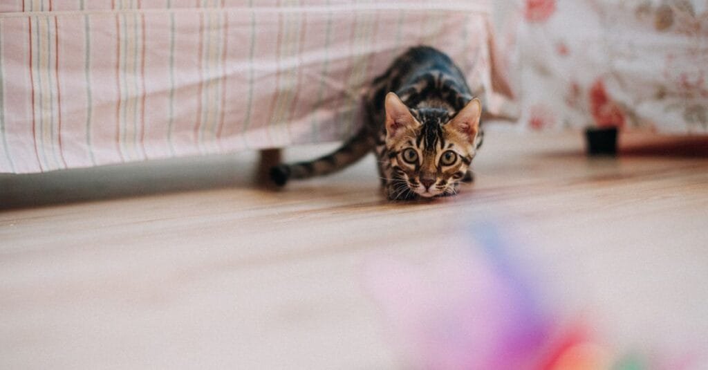 Bengal cat crouched in stalking position