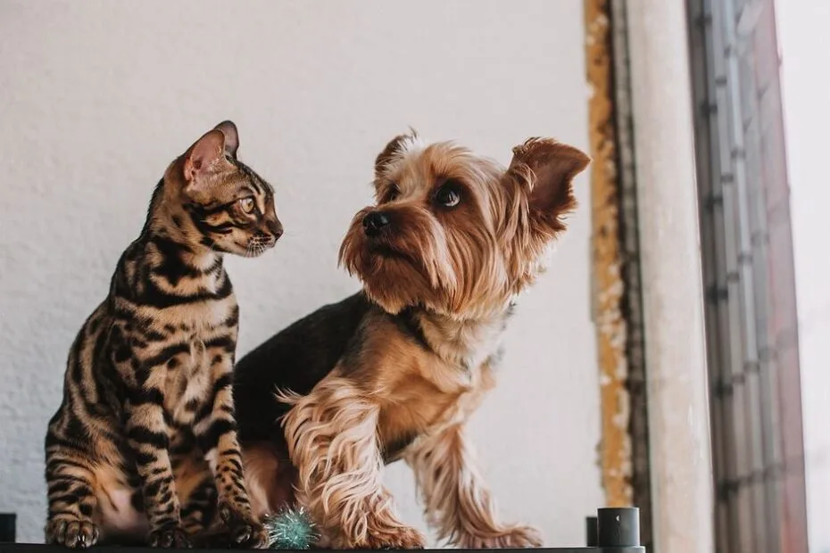 A cat and a small dog sitting side by side at home