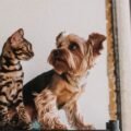 How to introduce a dog and cat