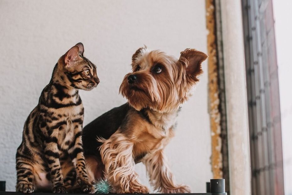 How to introduce a dog and cat