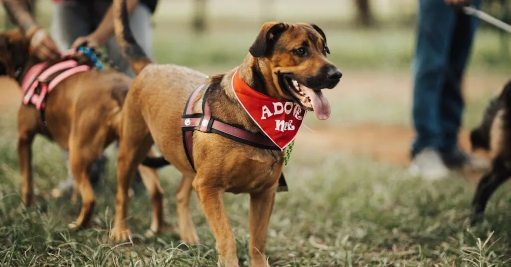 Brown dog wearing an adopt-me bandana at an event