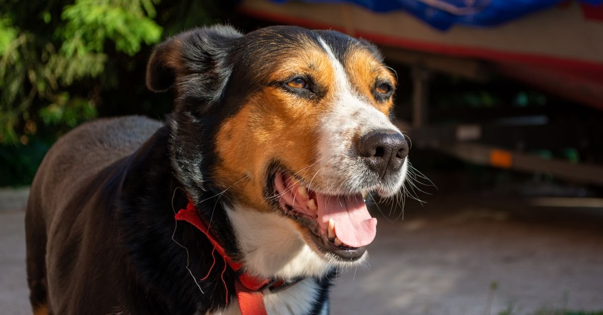 A dog panting in the heat