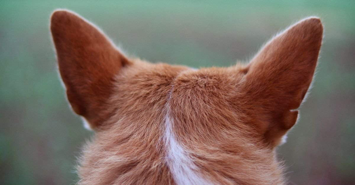 The back of a dog&rsquo;s head showing both ears perked up