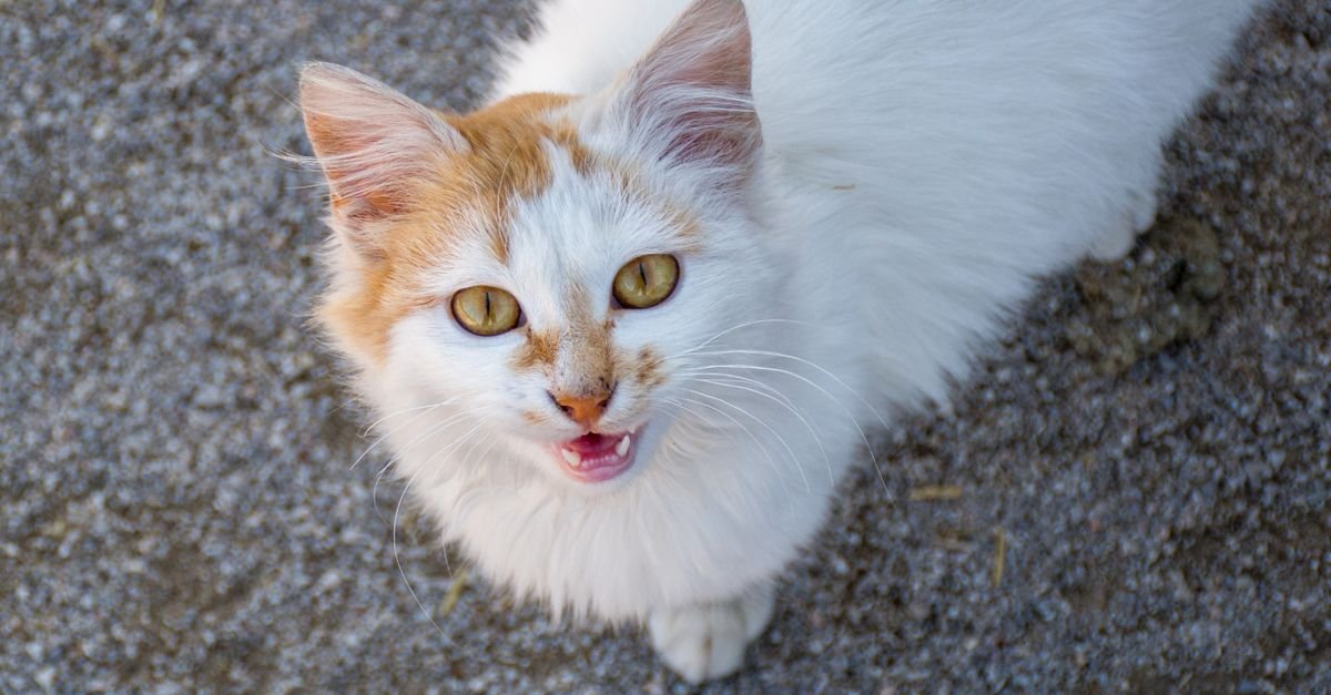 Cat looking up and meowing for attention
