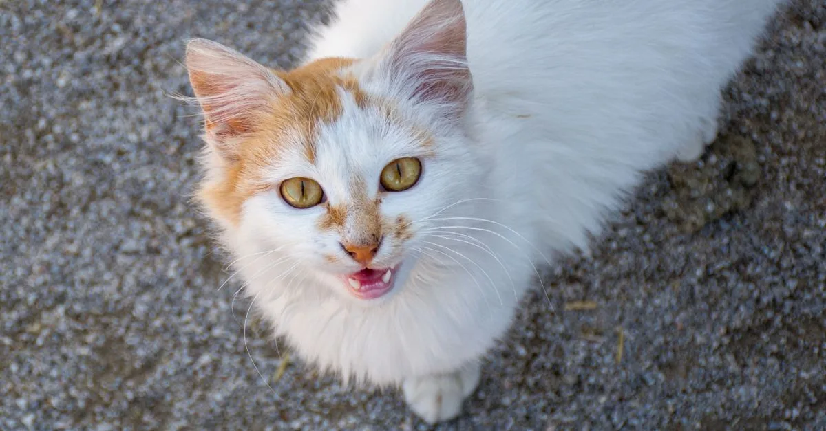 Cat looking up and meowing for attention