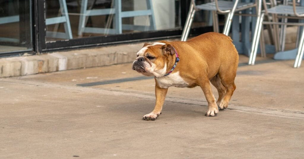 Bulldog walking on warm pavement