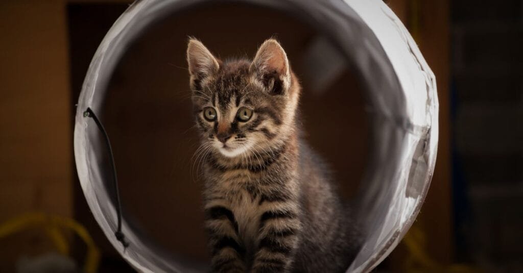 Kitten looking out from a tunnel opening
