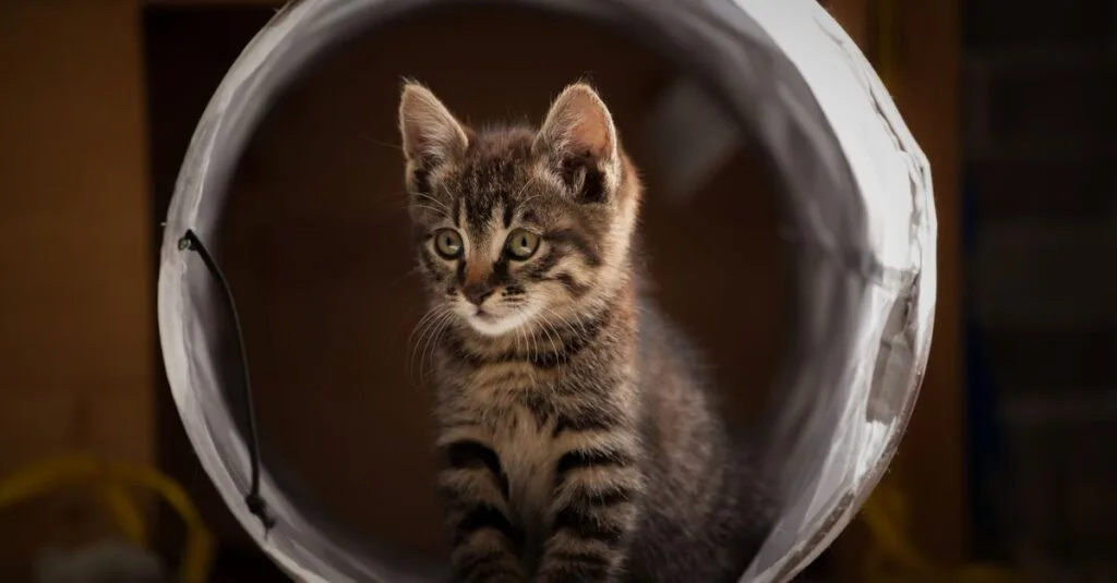 Kitten looking out from a tunnel opening