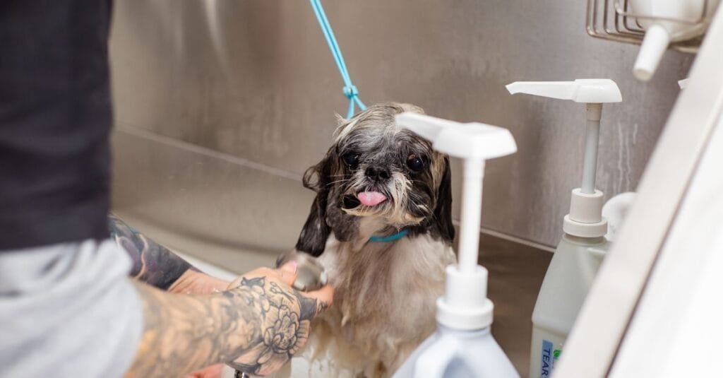 Professional groomer washing a Shih Tzu at the tub